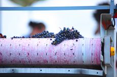 Cabernet Sauvignon and Merlot grapes