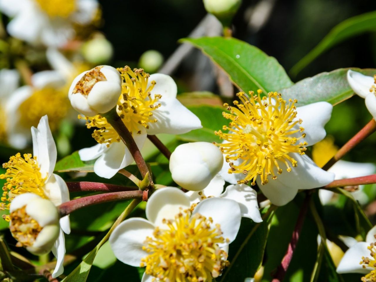 White-Yellow Flowers On A Calophyllum Tree