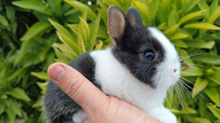 Hands holding bunny outside