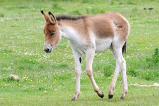 A young wild ass foal