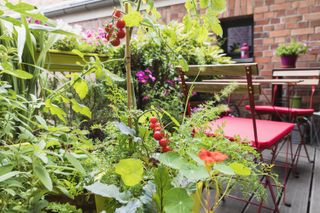 companion planting: Various plants cultivated in balcony garden