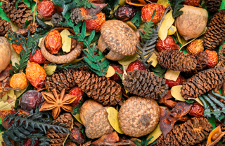 Christmas potpourri of pine cones, red berries, yellow leaves, and acorns