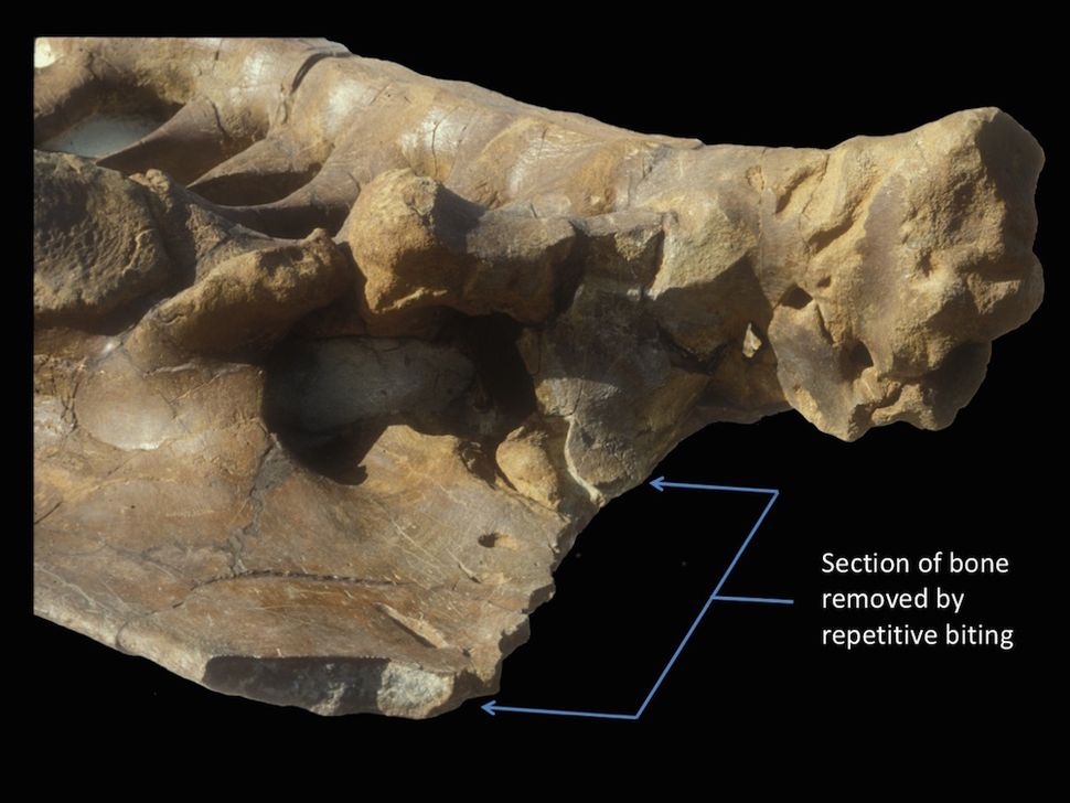 T. Rex Couldn't Stick Out Its Tongue, New Research Shows, Jackson School  of Geosciences