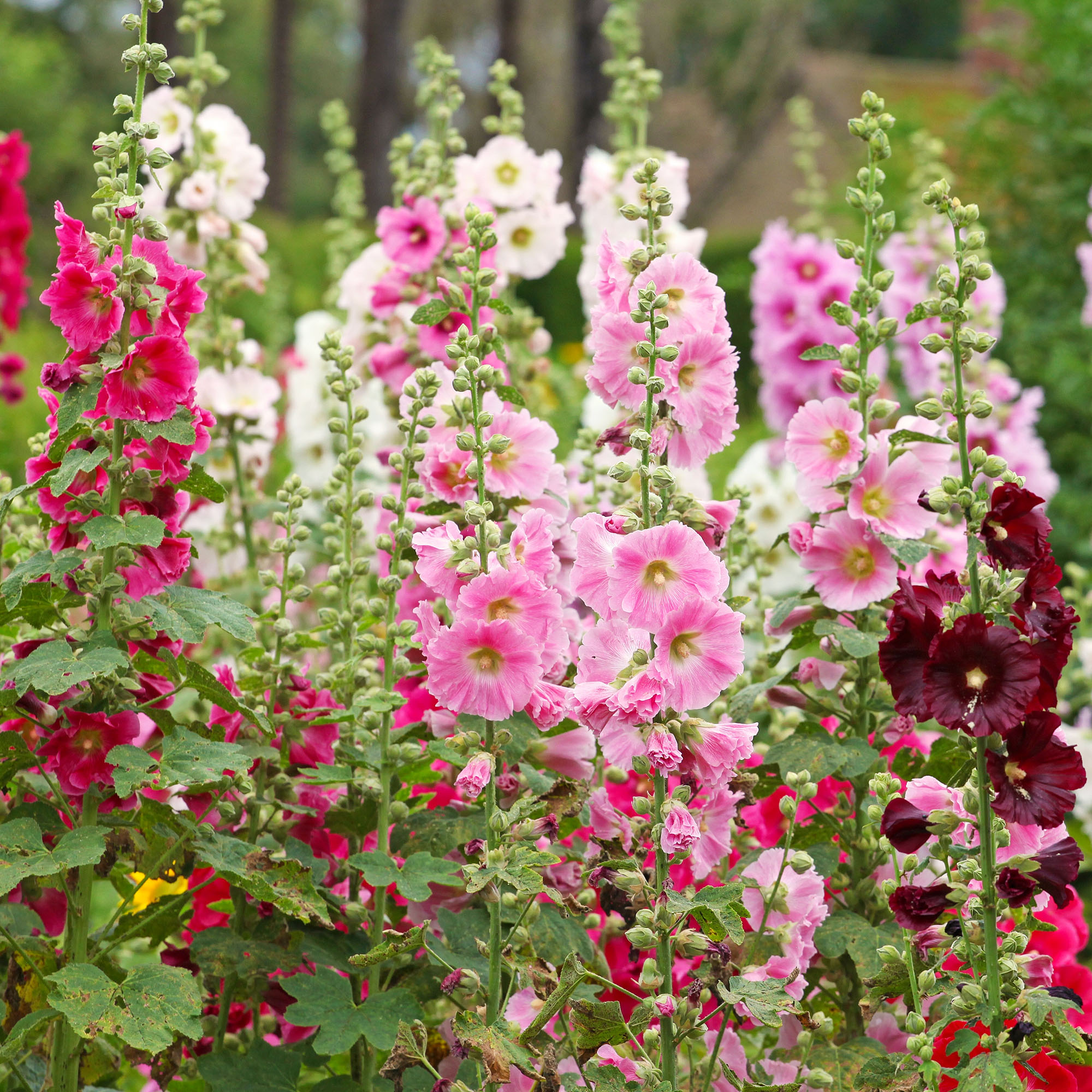 Pink Alcea rosea, or hollyhock, in flower in garden
