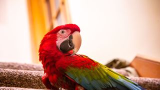 Parrot on the stairs