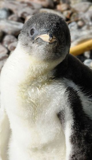 penguins, cute baby animals