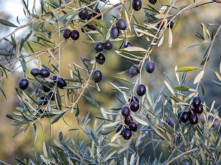 Olives on the tree ripening to be harvested and produce olive oil