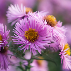 Aster, one of the longest-blooming perennials
