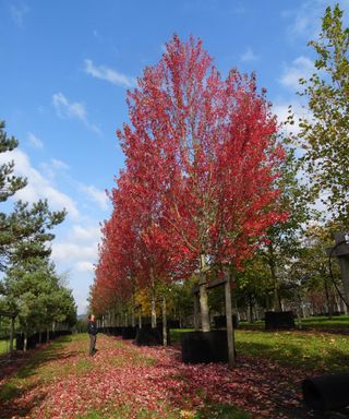 Acer x freemanii ‘Autumn Blaze’ with leaves in fall color