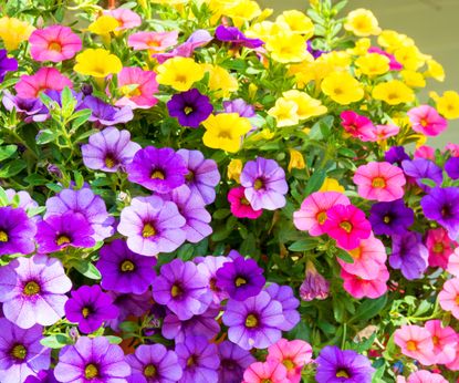 9 Annual Flowers That Bloom All Summer Long | Gardening Know How