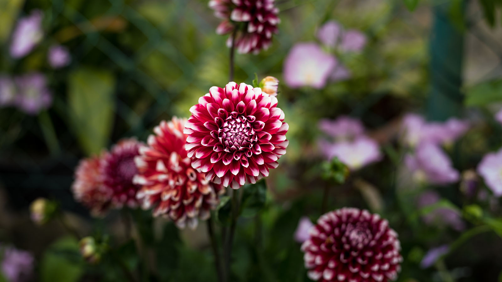 Chrysanthemums in September