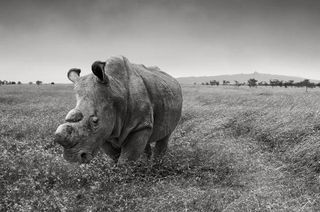 Sudan is the last male northern white rhinoceros in the world. 