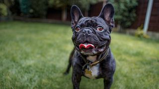 French bulldog tongue sticking out