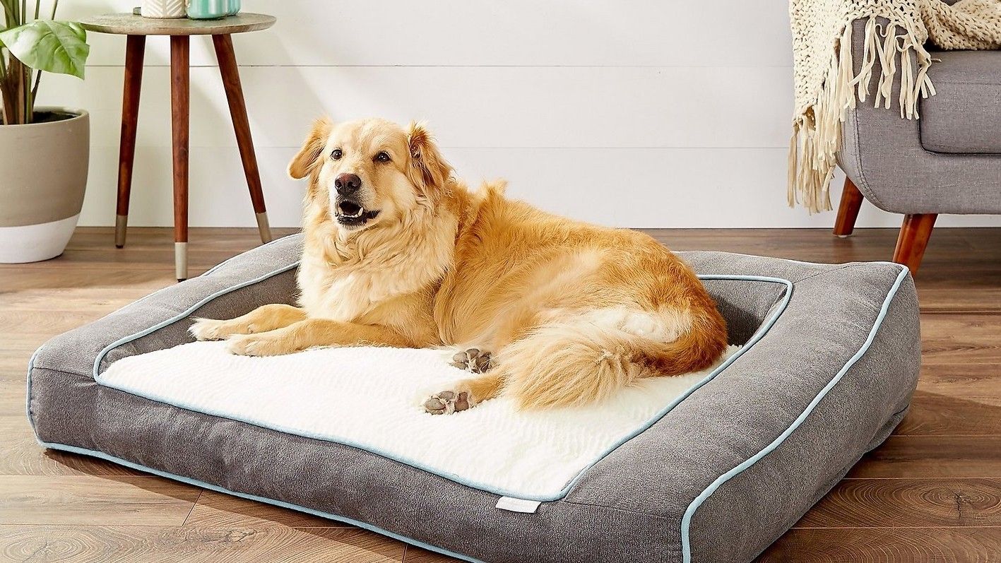 Best orthopedic dog bed 2024: comfy beds for senior dogs | PetsRadar