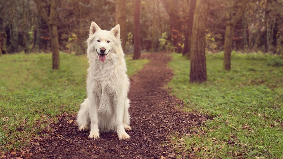 Anna-Marie Coster shares her skills for capturing great dog portraits