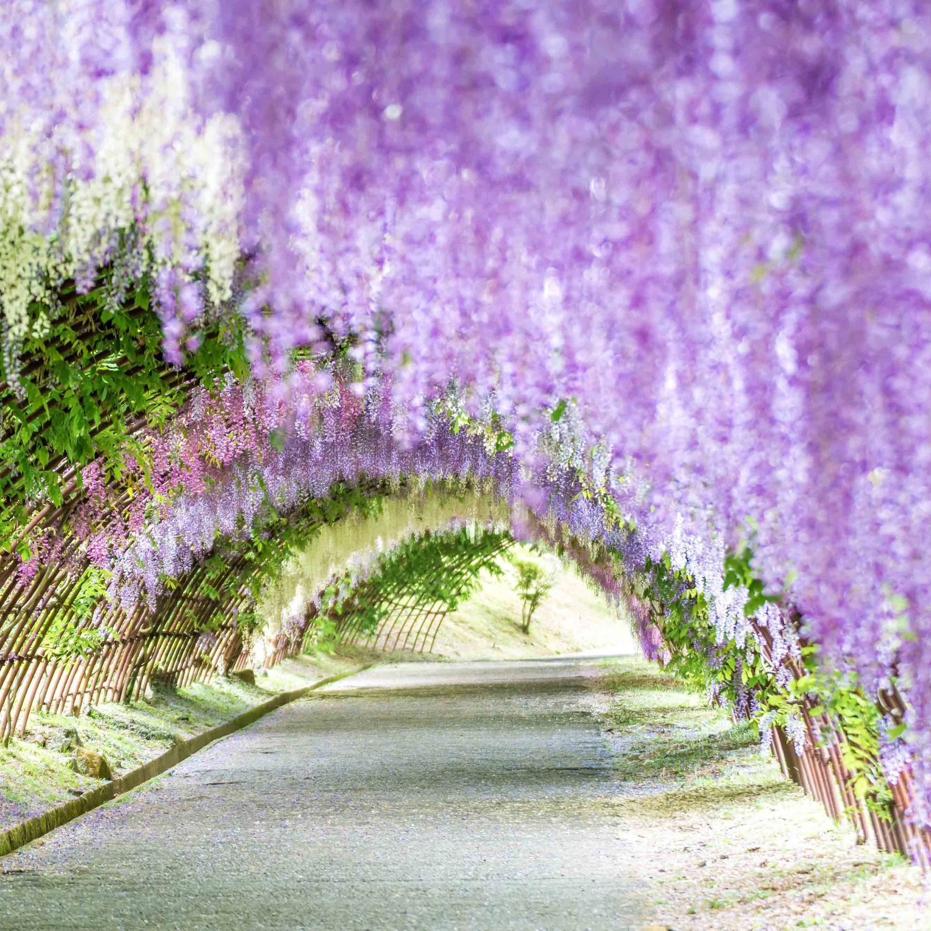 Lavender, Purple, Violet, Green, Plant, Flower, Lilac, Wisteria, Lavender, Grass,