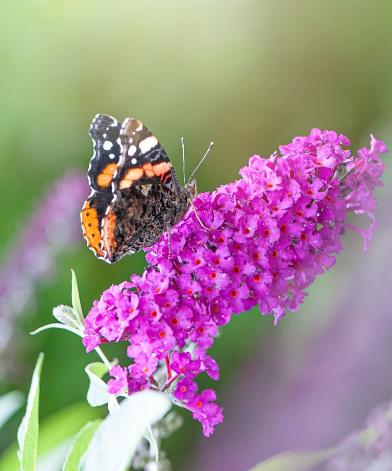 Should butterfly bushes be cut back in the fall? Homes & Gardens