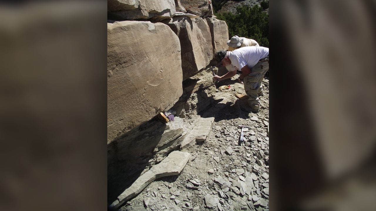 Dwaine Wagoner (left) and Beth Shively (right), volunteers at the Tate Geological Museum at Casper College, help excavate the trackway.