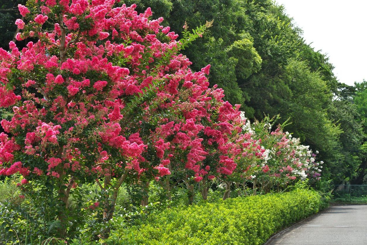 zone 6 crepe myrtle