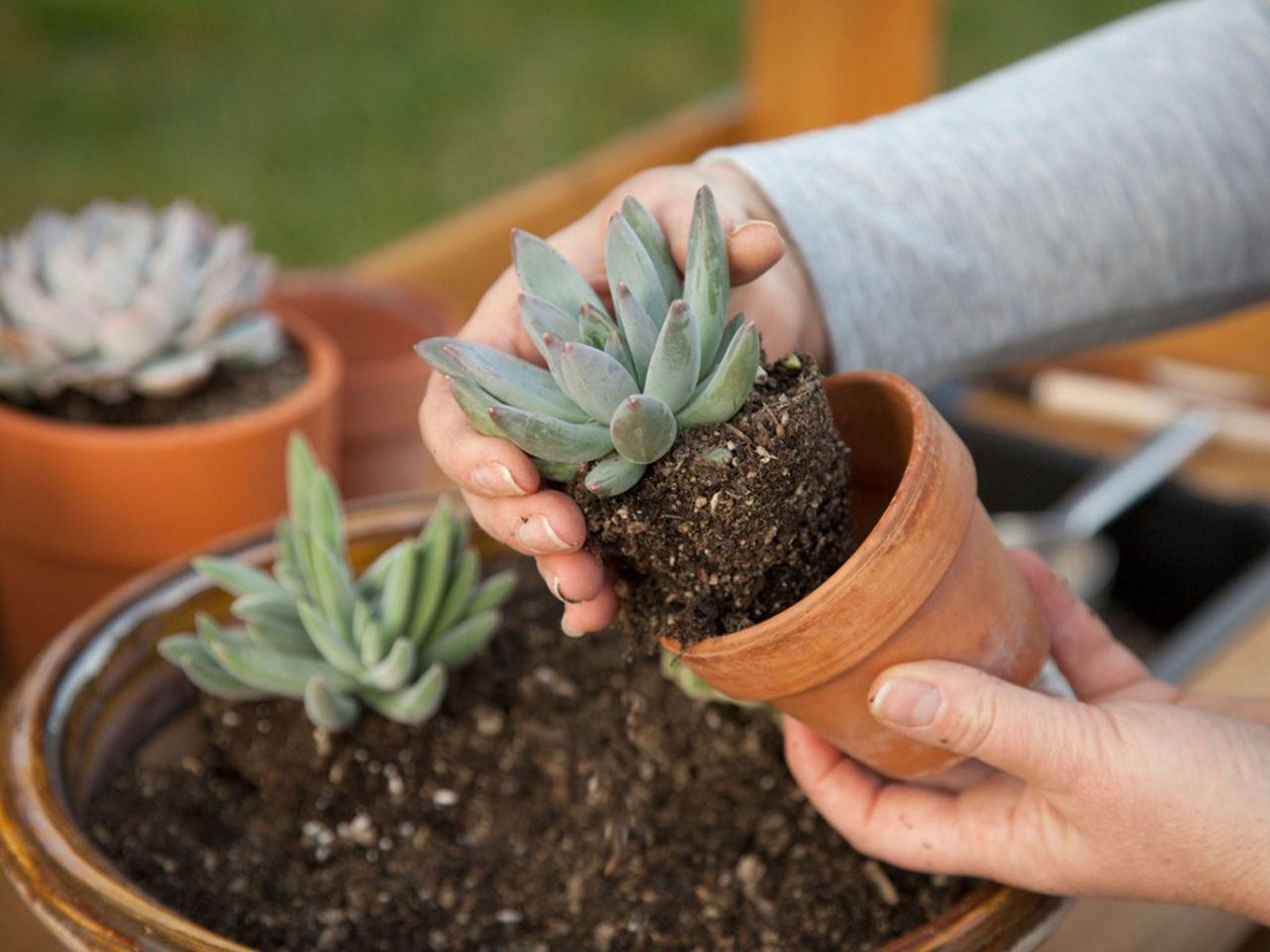 Gardener Planting Succulents Into Small Pots