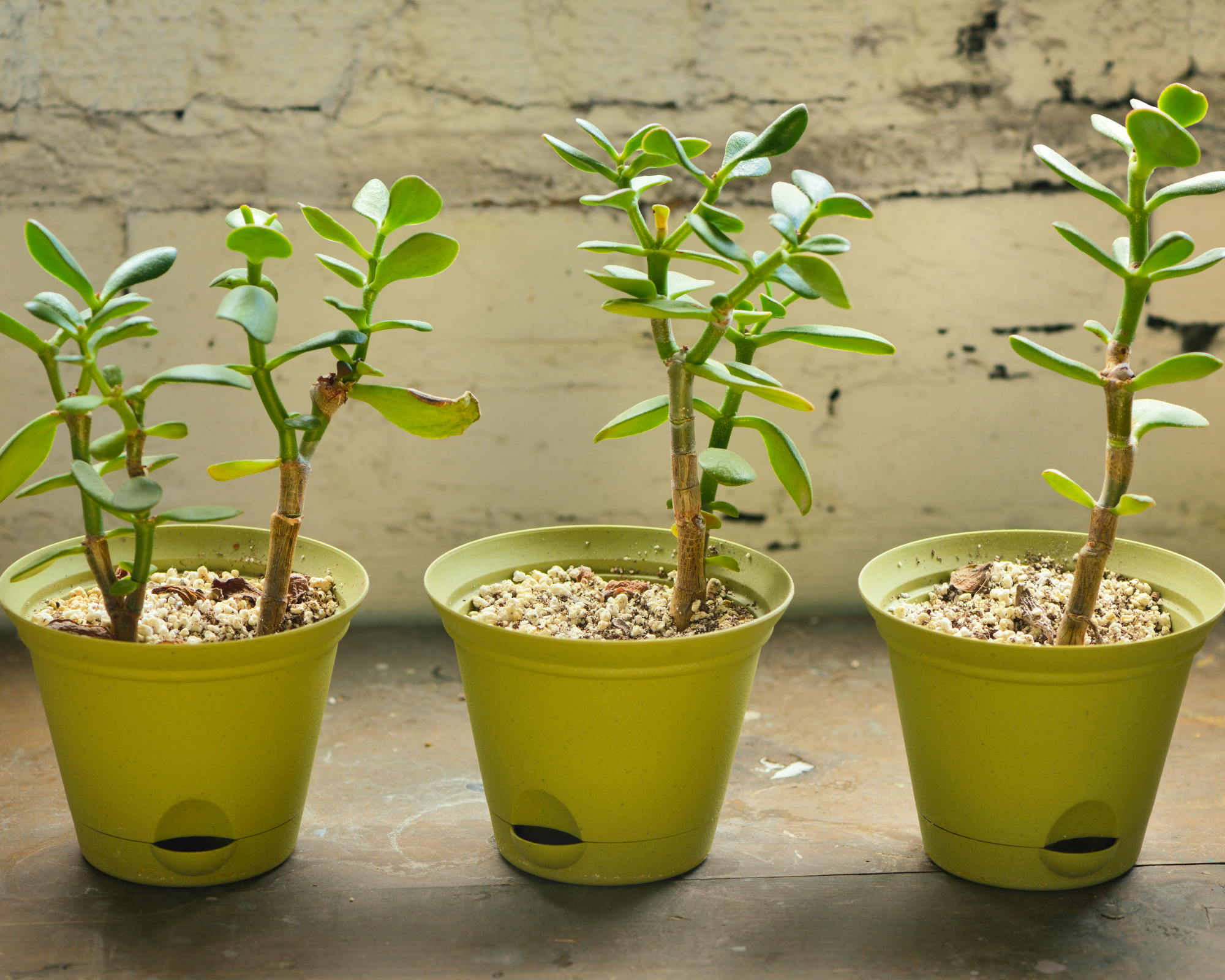 jade plants in pots