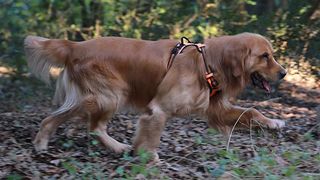 Dog wearing reflective harness