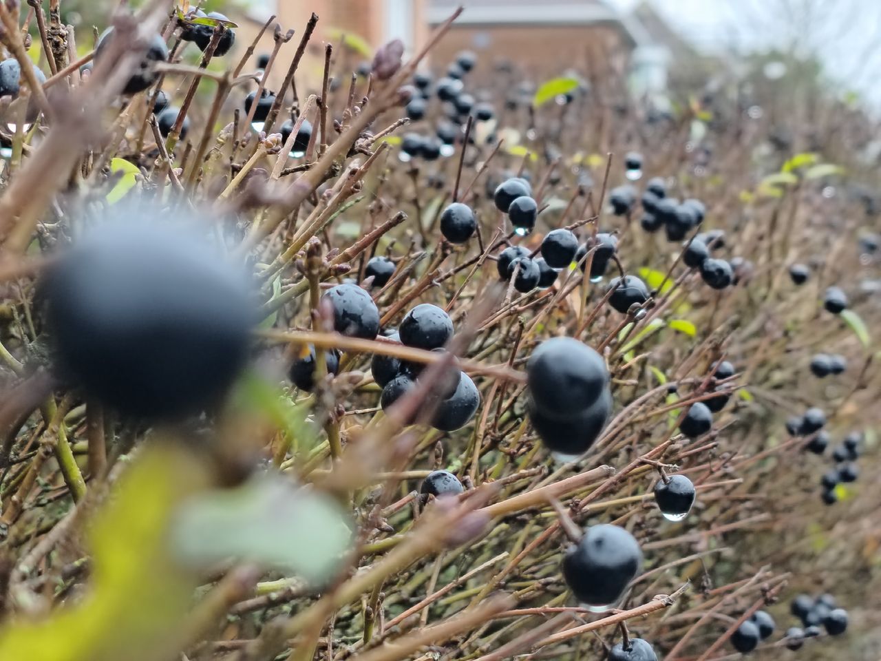 Xiaomi Redmi Note 15 Pro Plus camera sample berries 1x macro