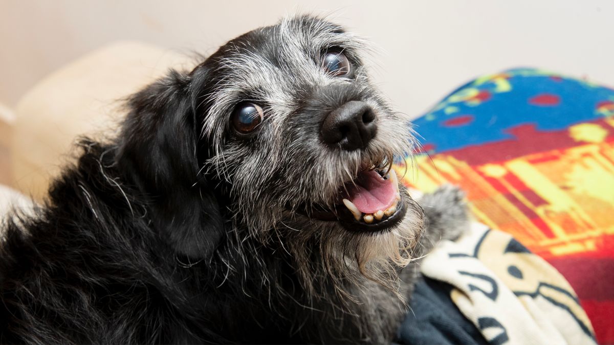 Senior dog relaxing on the couch