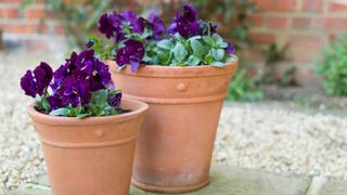 picture of purple daisys in terracotta pots