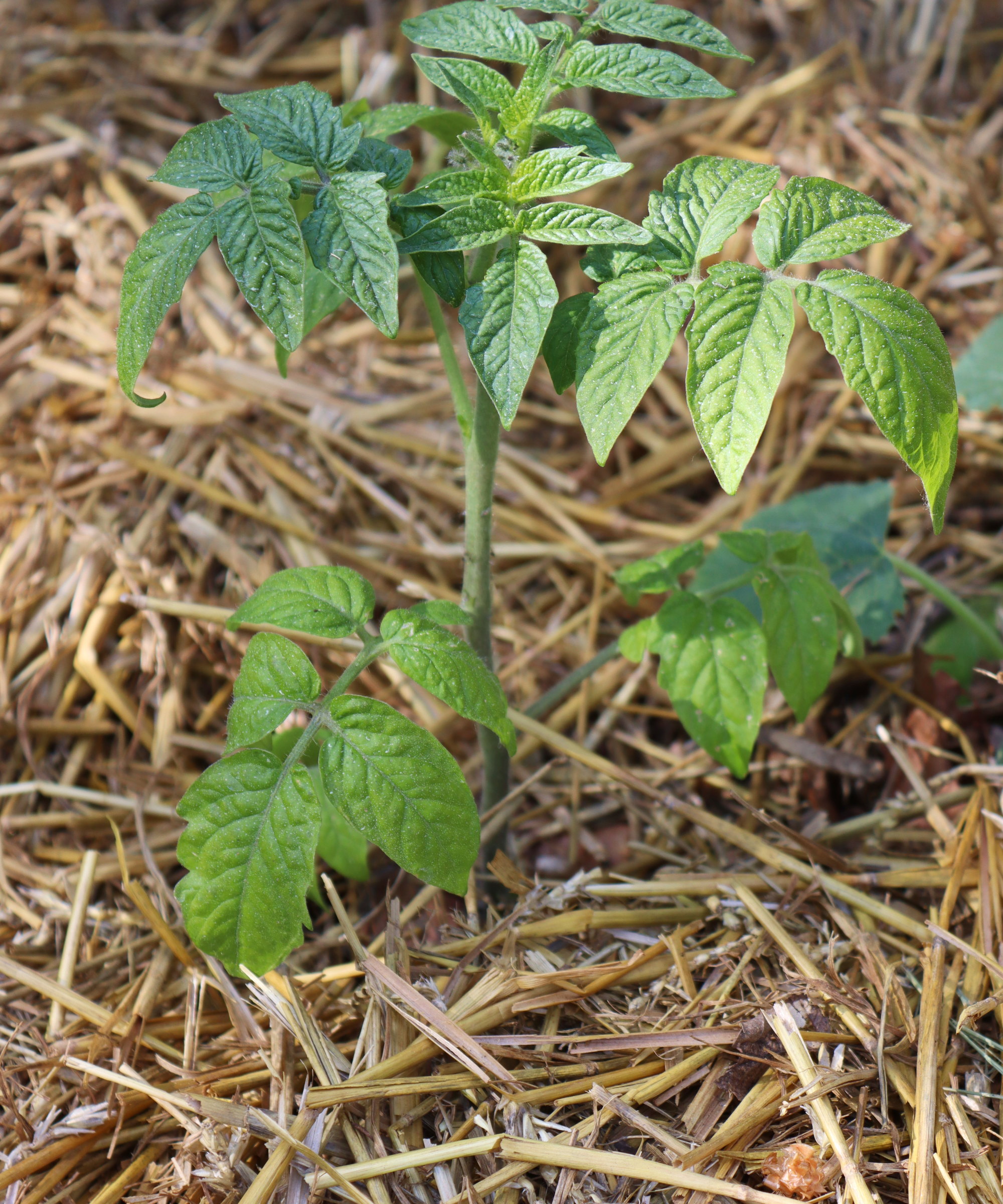 A young tomato plant growing surrounded by straw mulch
