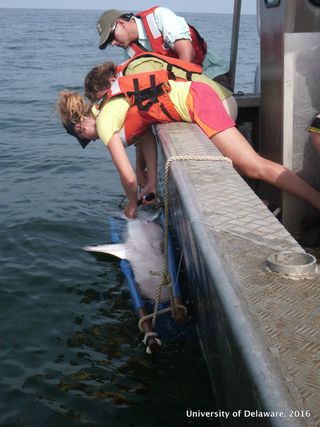 Danielle Haulsee and colleagues implant an acoustic receiver into a sand tiger shark resting in a sling