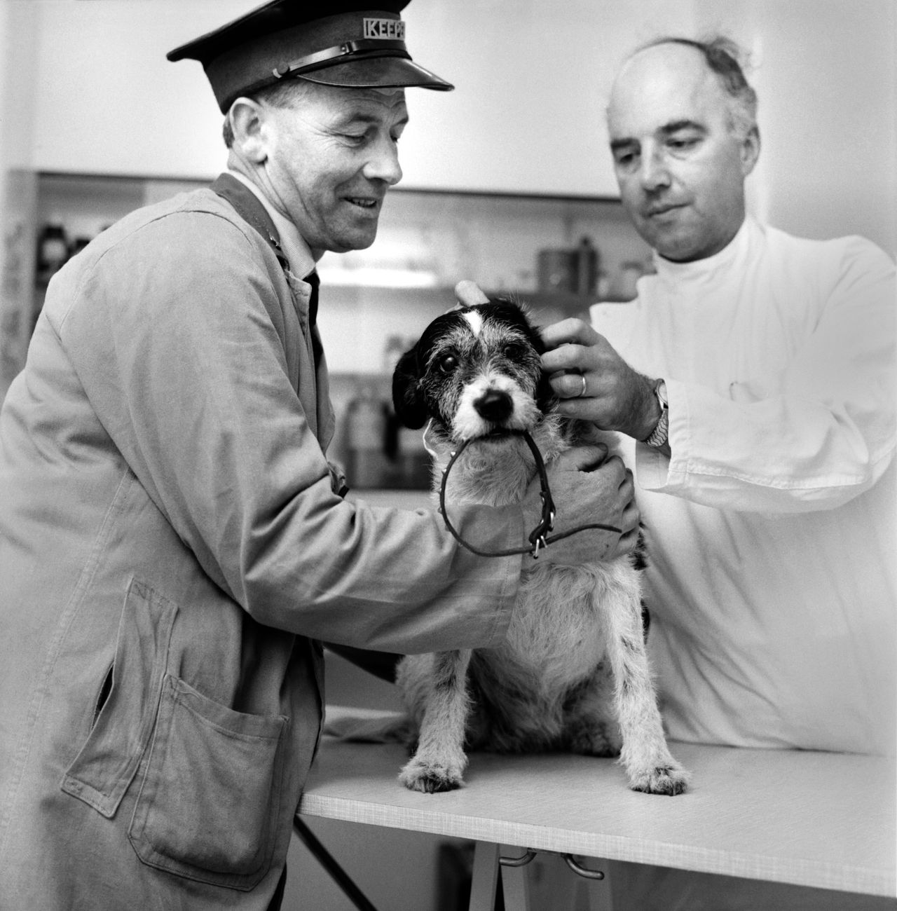 Black-and-white photograph of a small terrier being examined by a vet on a treatment table while a Battersea Dogs Home staff member holds the dog steady.