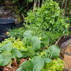 Raised vegetable bed and pots in mid May planted with early peas, radish, shallots, garlic, potatoes, cabbage and lettuce