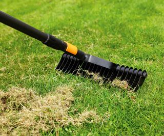 Scarifying lawn with scarifier rake removing dead grass and thatch