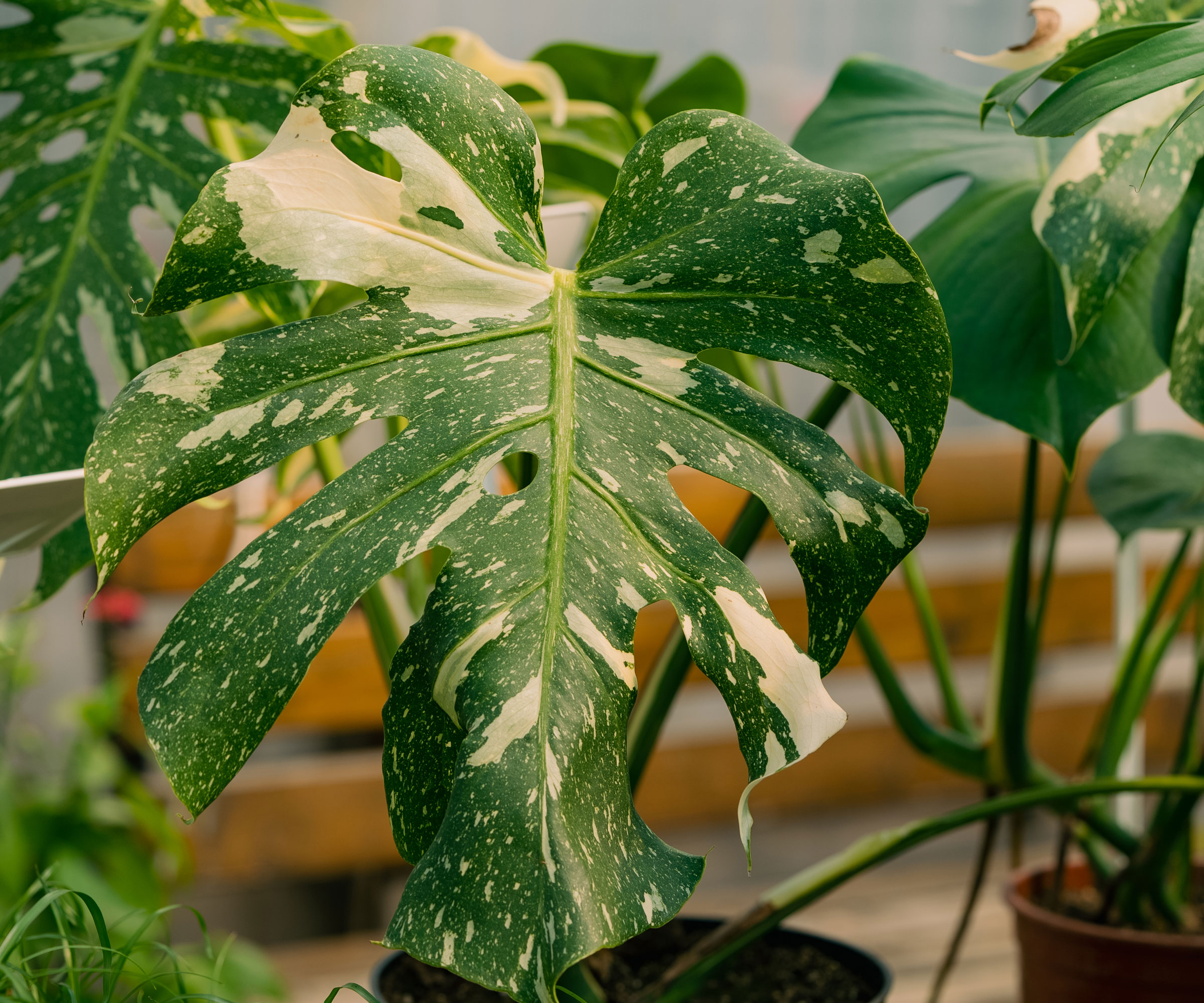 Monstera Thai Constellation houseplant with variegated foliage