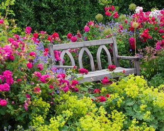 roses and lady's mantle around bench