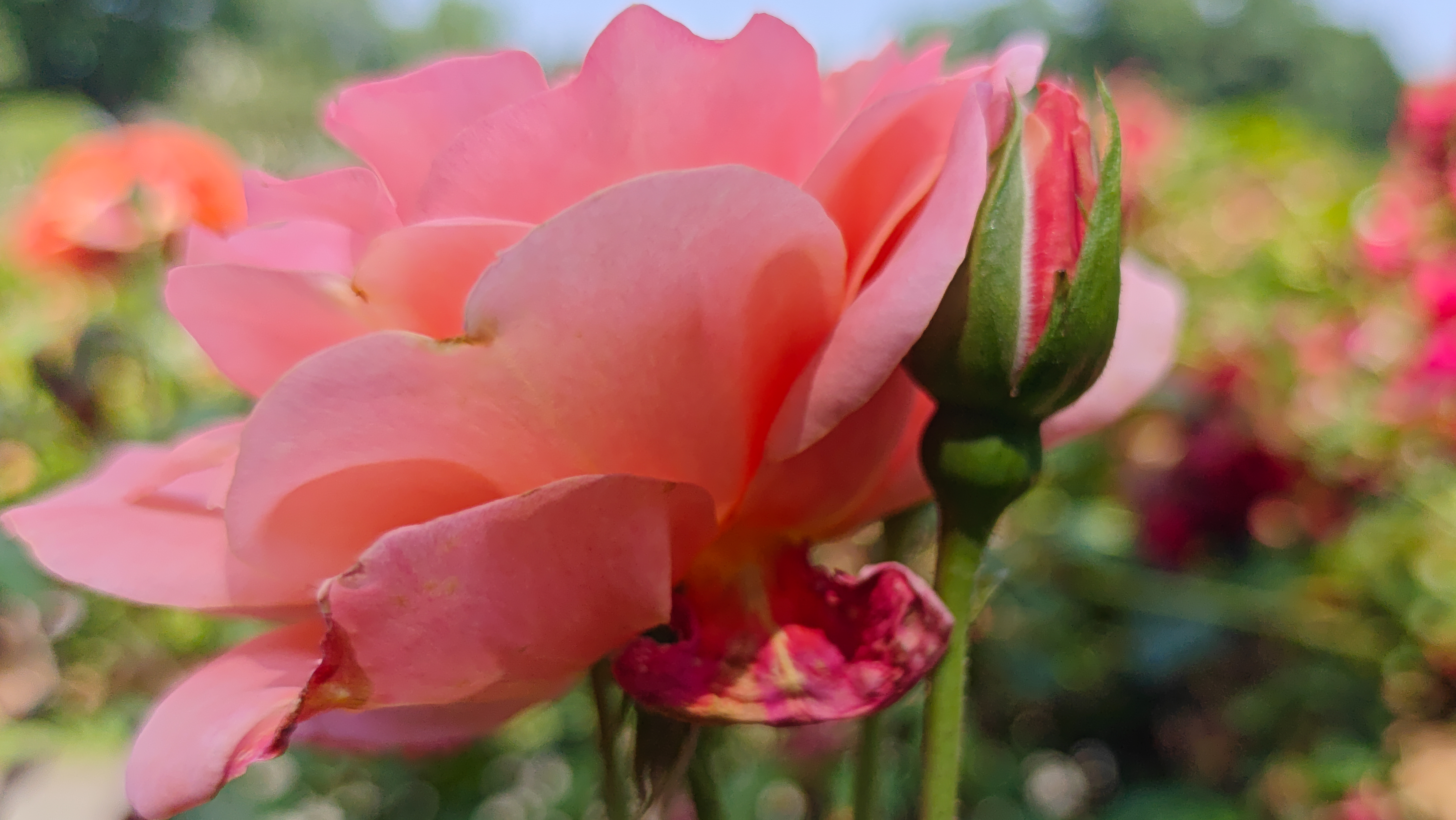 A pink flower photographed by the OnePlus 13