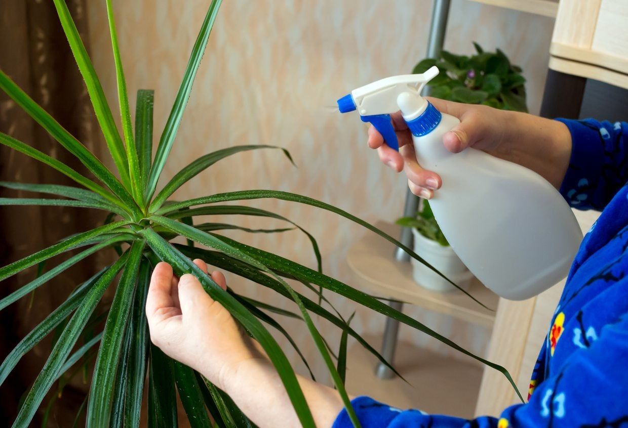 Person Using Spray Bottle On Dracaena Plant