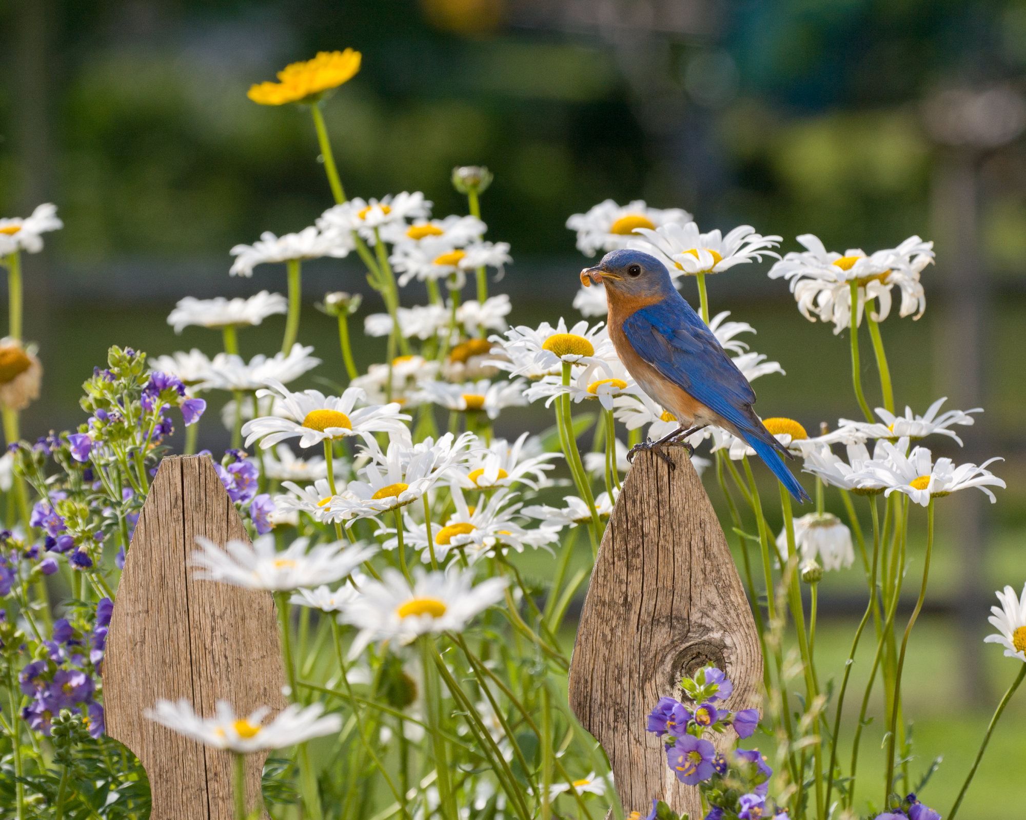 blue bird on wooden post in garden among white daisies