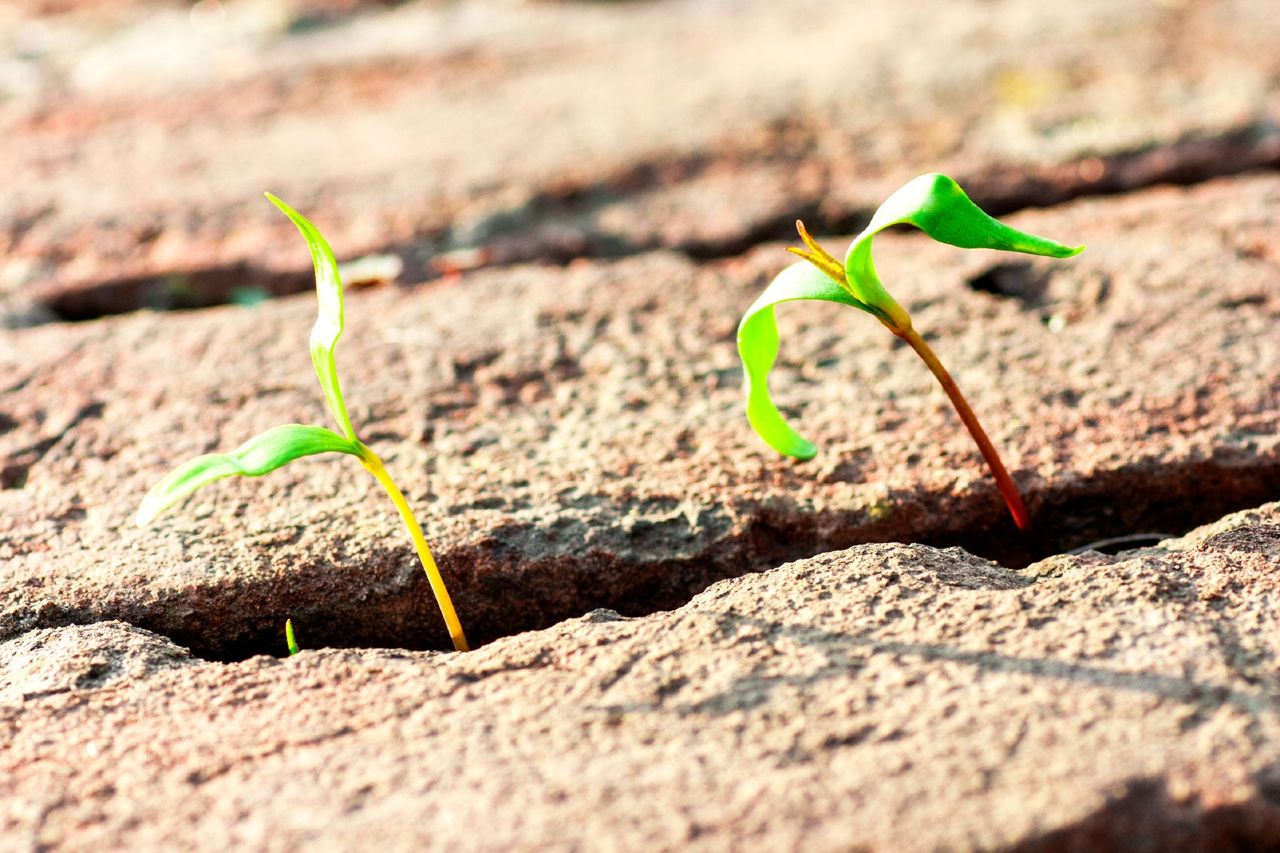 Seedlings Sprouting Up Between Rocks