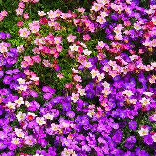 Purple aubretia & pink saxifrage flowers filling
