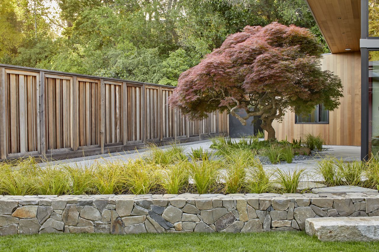 A backyard with a feature tree