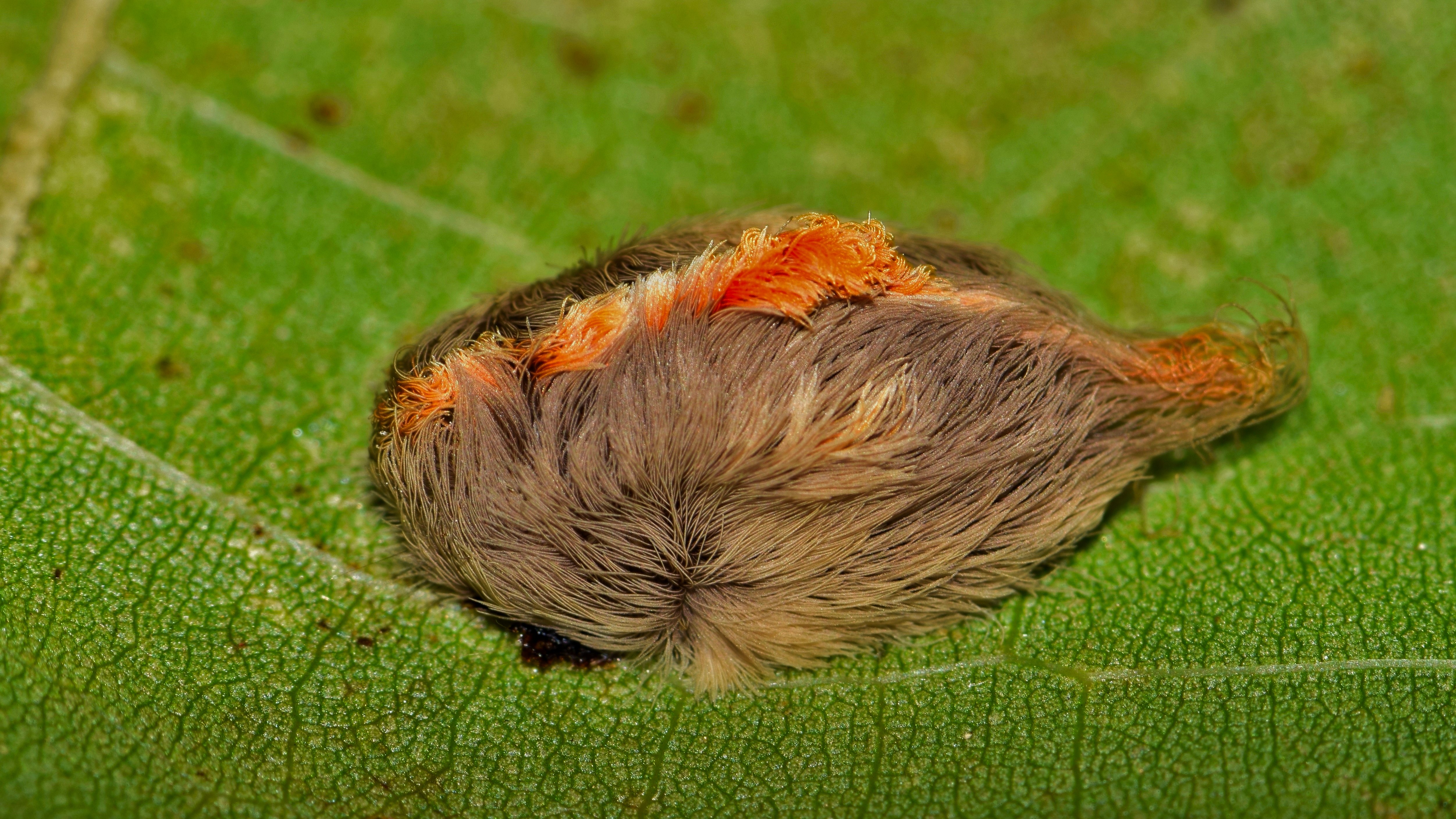 An asp caterpillar with a brown and orange fluffy coat sits on a leaf.