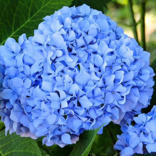 Blue to Pink Hydrangea Bush Plant Tree Live Shrub in Pot, Starter Plant 4 to 9 Inches, Hydrangea Tree, Dormant, Change Color Blooms