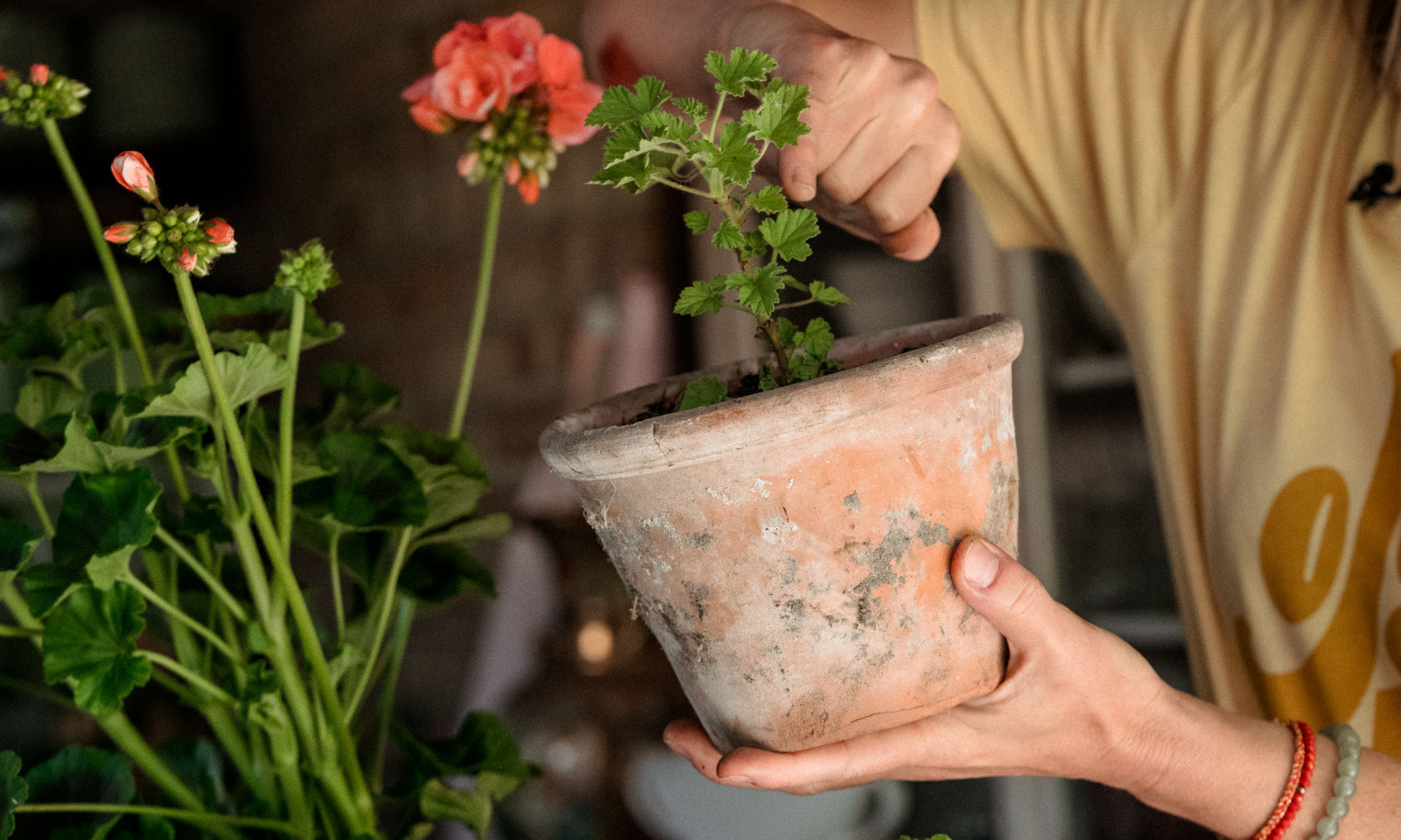 geranium cutting with new growth in terracotta pot