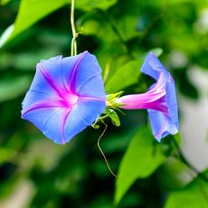 morning glory bloom with blurred green foliage background 