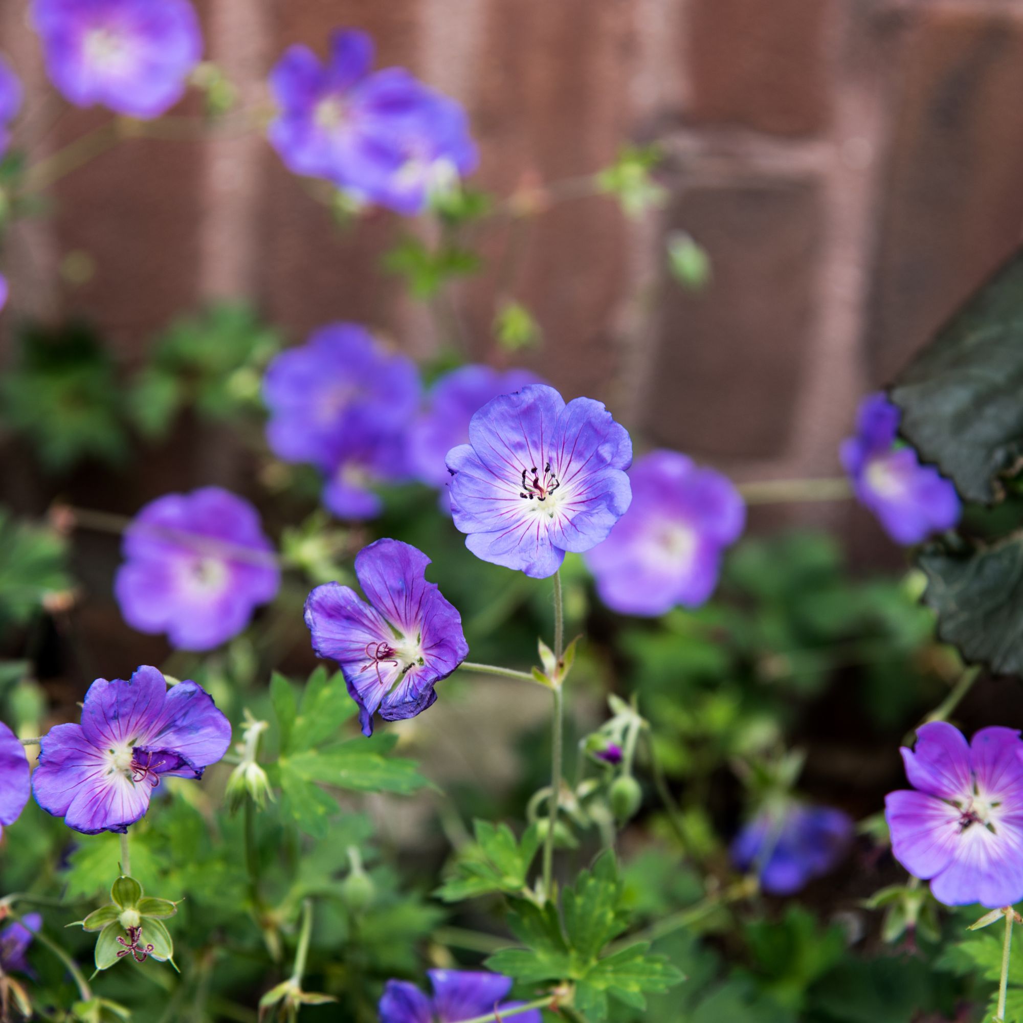 Geranium 'Rozanne' flowering in garden