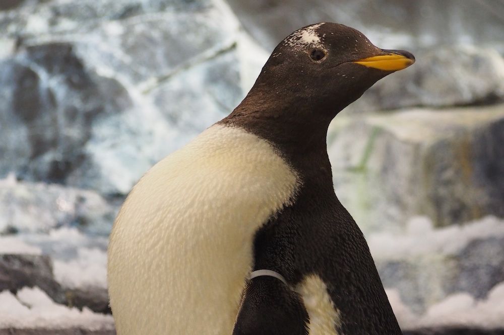 Gentoo Penguin