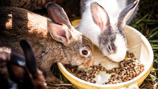 Five do’s and don’ts of feeding rabbits correctly