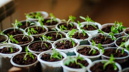 Seedlings in mini pots